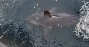 Excellent sharking in Galway