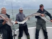 Great predator action in Clare