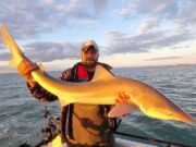 Fine tope fishing in Greystones ahead of this weekend’s festival