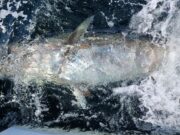More bluefin tuna in Donegal Bay