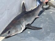 Sharking provides good sport in Clare