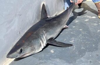 Sharking provides good sport in Clare