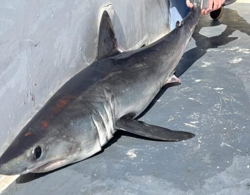 Sharking provides good sport in Clare
