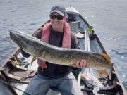 Pike to 110cm for the Murray fly in the midlands
