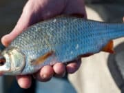 Wind, rain & high water doesn’t deter Edenderry Anglers