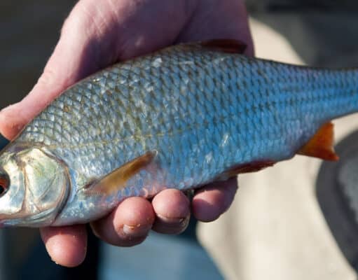 Wind, rain & high water doesn’t deter Edenderry Anglers