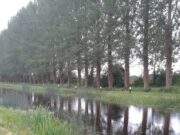 Junior anglers hard at it in Tullamore