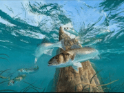 The Lure Fishing Podcast – Episode 15 – Artist, Angler, Author, David Miller