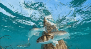 The Lure Fishing Podcast – Episode 15 – Artist, Angler, Author, David Miller