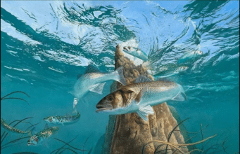 The Lure Fishing Podcast – Episode 15 – Artist, Angler, Author, David Miller