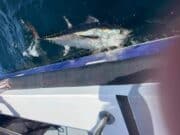 Bluefin tuna for Seahunter out of Youghal