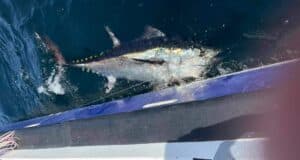 Bluefin tuna for Seahunter out of Youghal