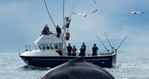 Bluefin tuna fishing in full swing in Donegal Bay amidst spectacular wildlife!