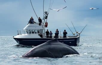 Bluefin tuna fishing in full swing in Donegal Bay amidst spectacular wildlife!