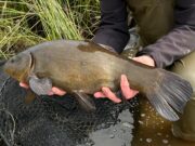 Dutch Anglers Ron and Bert are off to a great start to their week at Melview Fishing Lodge.