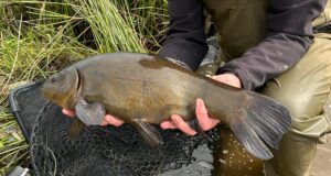 Dutch Anglers Ron and Bert are off to a great start to their week at Melview Fishing Lodge.