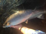 Poor fishing on Munster Blackwater last week