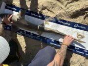 Specimen smoothhounds hit the beaches as the sun comes out