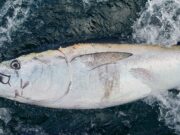 No bluefin bonanzas, but fishing steady when conditions allow