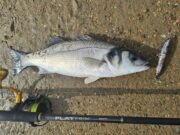 Bass still about, bigger tides on the way