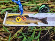 North Kildare Anglers finally fish their August Cup
