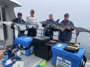 Courtmac charter boats getting good shark fishing and more Blue sharks courtmacsherry
