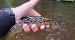 Táin Fly Fishing host euro-nymphing workshop