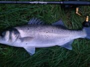Better bass fishing over new moon tides