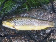 nore trout