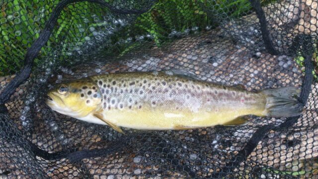 nore trout