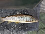 Lough Conn produces some nice end of season trout
