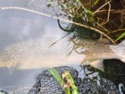 A few salmon reported from the Blackwater before the hot weather took hold A fine September salmon from the Blackwater Valley Fishery