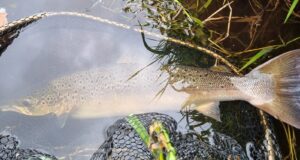 A few salmon reported from the Blackwater before the hot weather took hold A fine September salmon from the Blackwater Valley Fishery