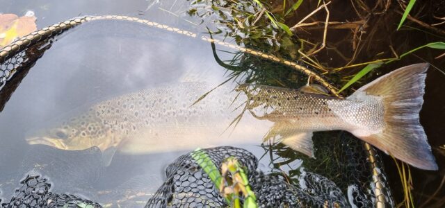 A fine September salmon from the Blackwater Valley Fishery