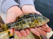 Mini species a great intro to fishing for young anglers in Galway