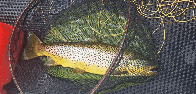 trout