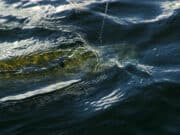 Wading the only way for Leinster Pike Anglers