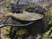 nore trout