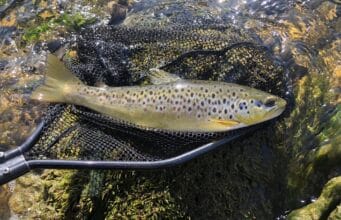 nore trout