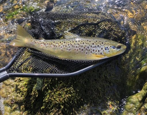 nore trout