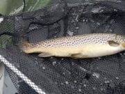 Fishing rather quiet on Loughs Conn & Cullin