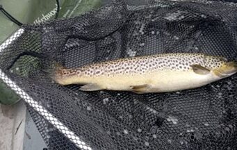 Fishing rather quiet on Loughs Conn & Cullin