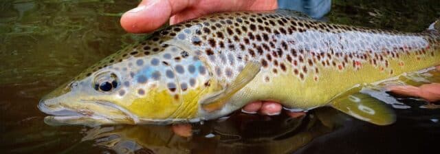 blackwater trout