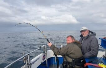 Hard fighting tope, big pollack and bluefin tuna for Ewings Sea Angling & Boat Charters