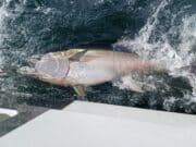 Some more bluefin tuna reported from Donegal Bay