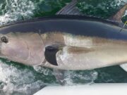 Incredible bluefin week on Deep Blue