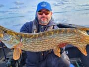 Piking good for Connacht Anglers on Ree