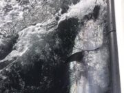 Bluefin tuna to 800lb so far this season for Tigger, Caherciveen bluefin tuna kerry