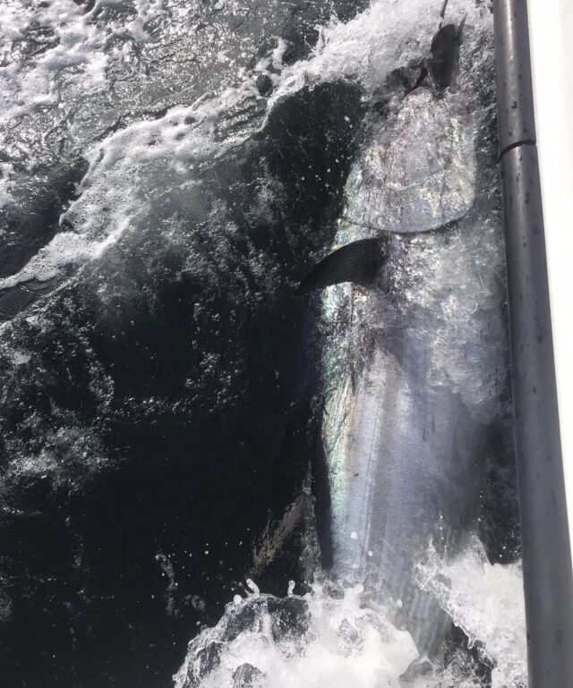 bluefin tuna kerry