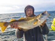 Good pollack on the feed in Galway Bay as skipper John lands the catch of a lifetime